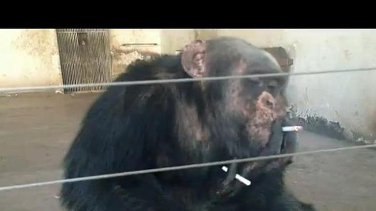 Un animal mai deştept de atât nu ai văzut! Uite cum fumează cimpanzeul ăsta şi cum îşi aprinde singur a 2-a ţigară! | VIDEO