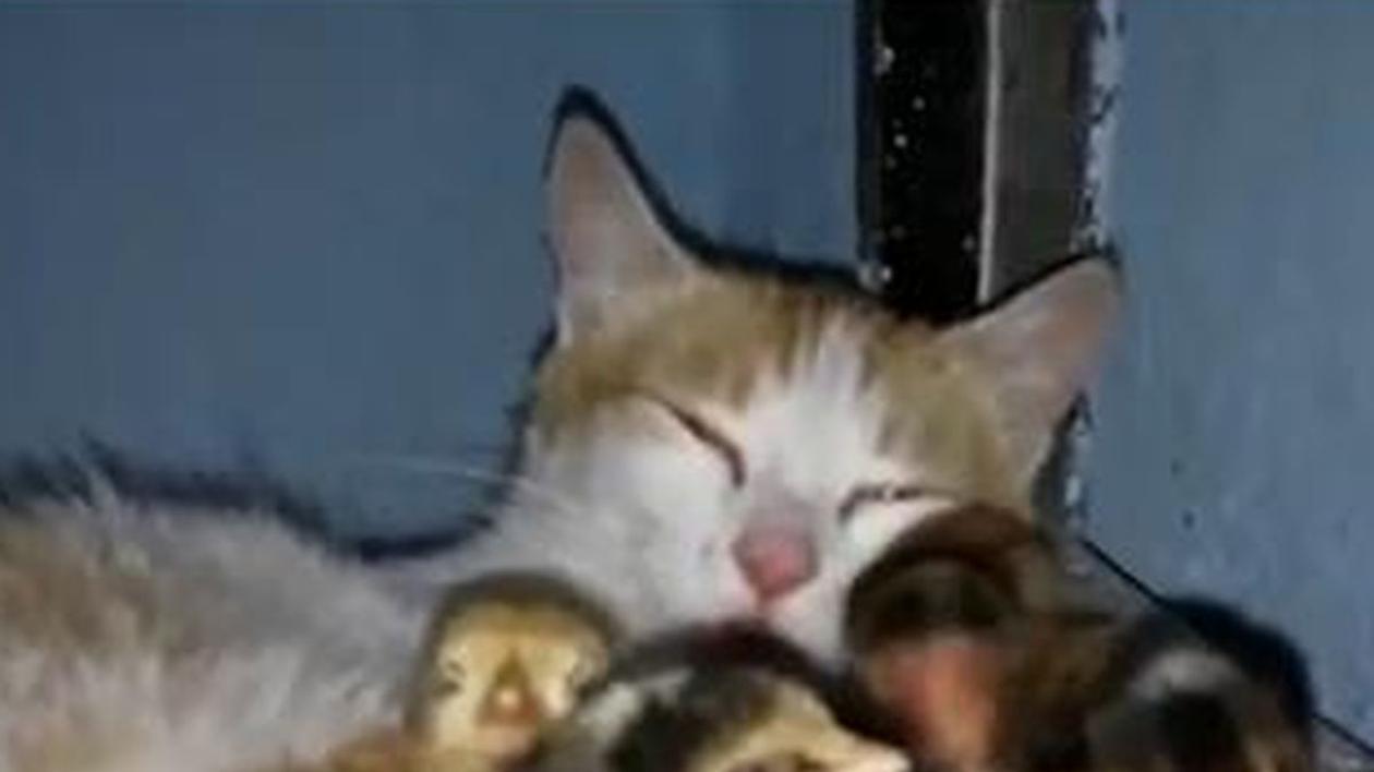 IMAGINI ADORABILE! O pisică A ADOPTAT 25 de PUI de GĂINĂ. Uite-i cum se CUIBĂRESC în blana FELINEI! | VIDEO