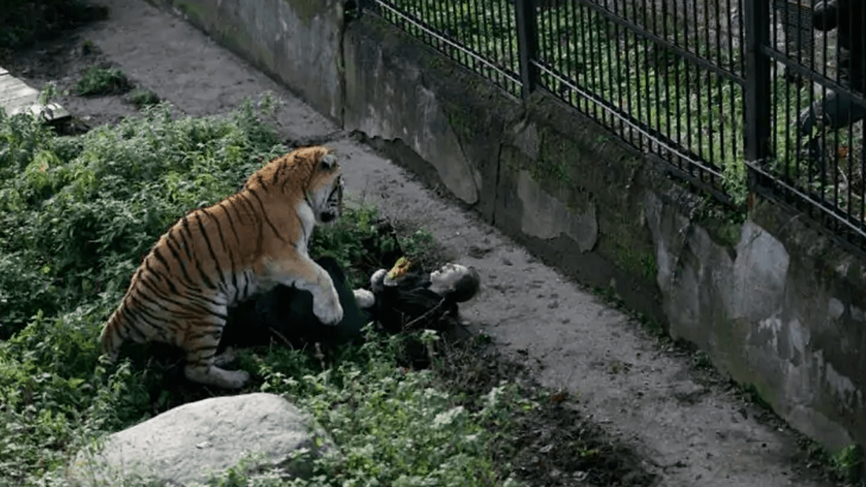 Cum s-au difuzat imagini false cu atacul ucigaș al unui tigru siberian asupra unei îngrijitoare de la Grădina Zoologică din Zürich