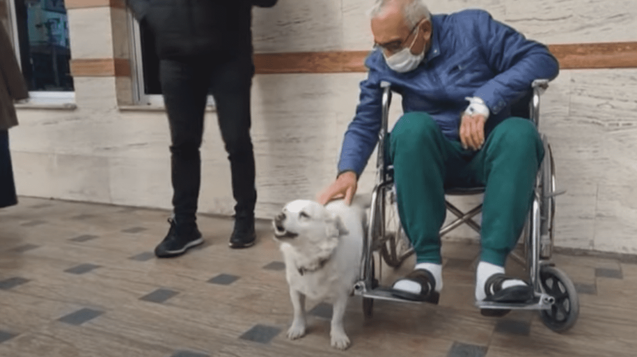 VIDEO | În Turcia, un cățel a stat ”de gardă” câteva zile în fața spitalului în care era internat stăpânul său