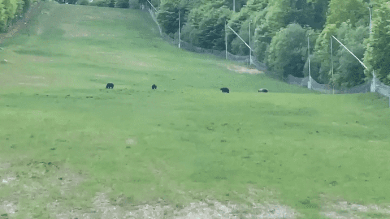 Patru urşi filmaţi pe o pârtie de schi din staţiunea Şugaş Băi. Primarul din Sfântu Gheorghe: „Fac un apel să nu le daţi de mâncare”