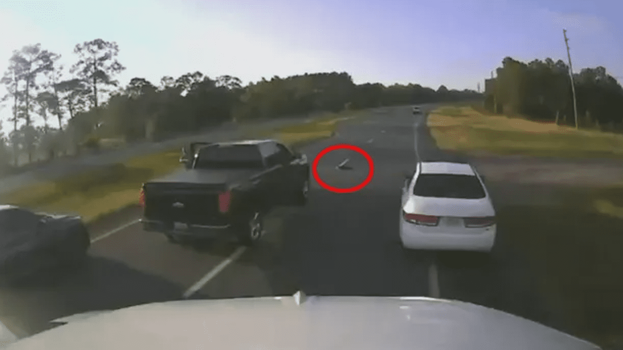 Accident pe o autostradă din Florida, după ce un șofer a oprit brusc pentru a permite unei țestoase să traverseze drumul | VIDEO