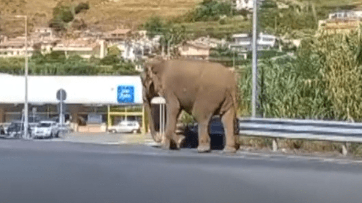 Un elefant scăpat de la circ, surprins pe o autostradă din Italia. Se îndrepta spre un supermarket