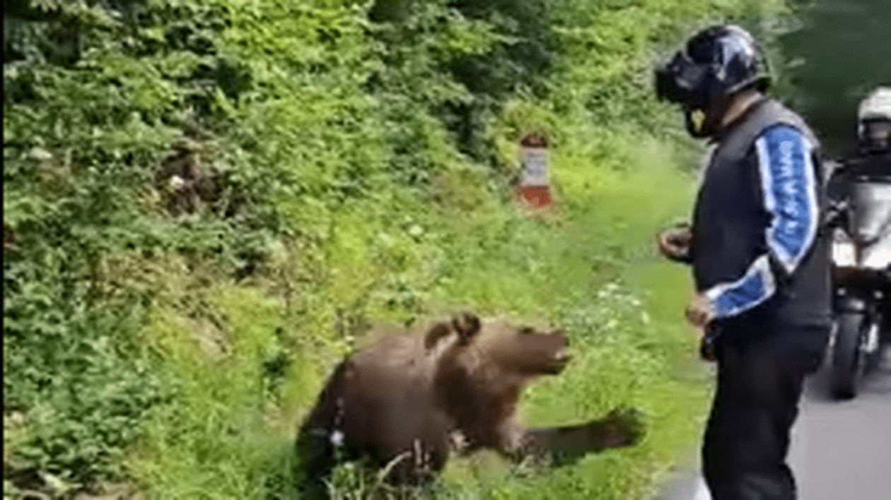 Un turist străin, la un pas să fie atacat de un urs pe care se oprise să-l hrănească, pe Transfăgărășan. VIDEO