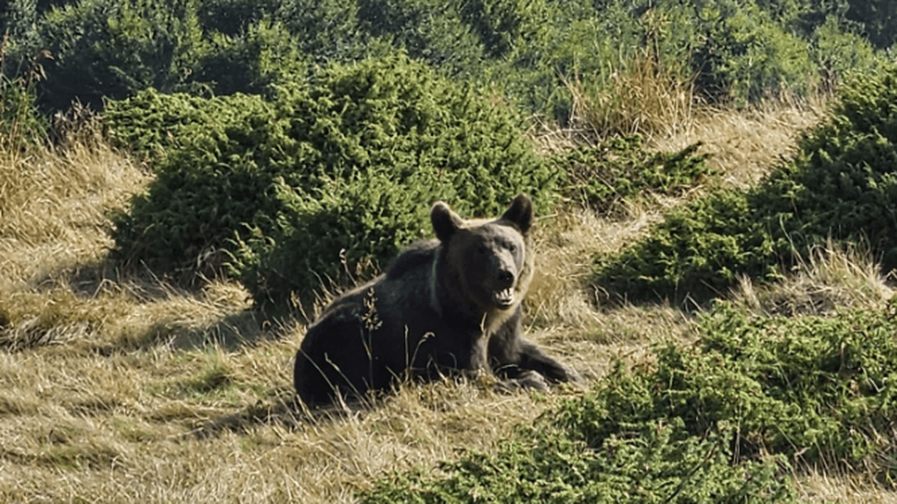 Un primar din Buzău amenință cu plângere penală Prefectura Prahova, după relocarea ursului care s-a plimbat o lună prin Ploiești. „Nouă nu ne trebuie”