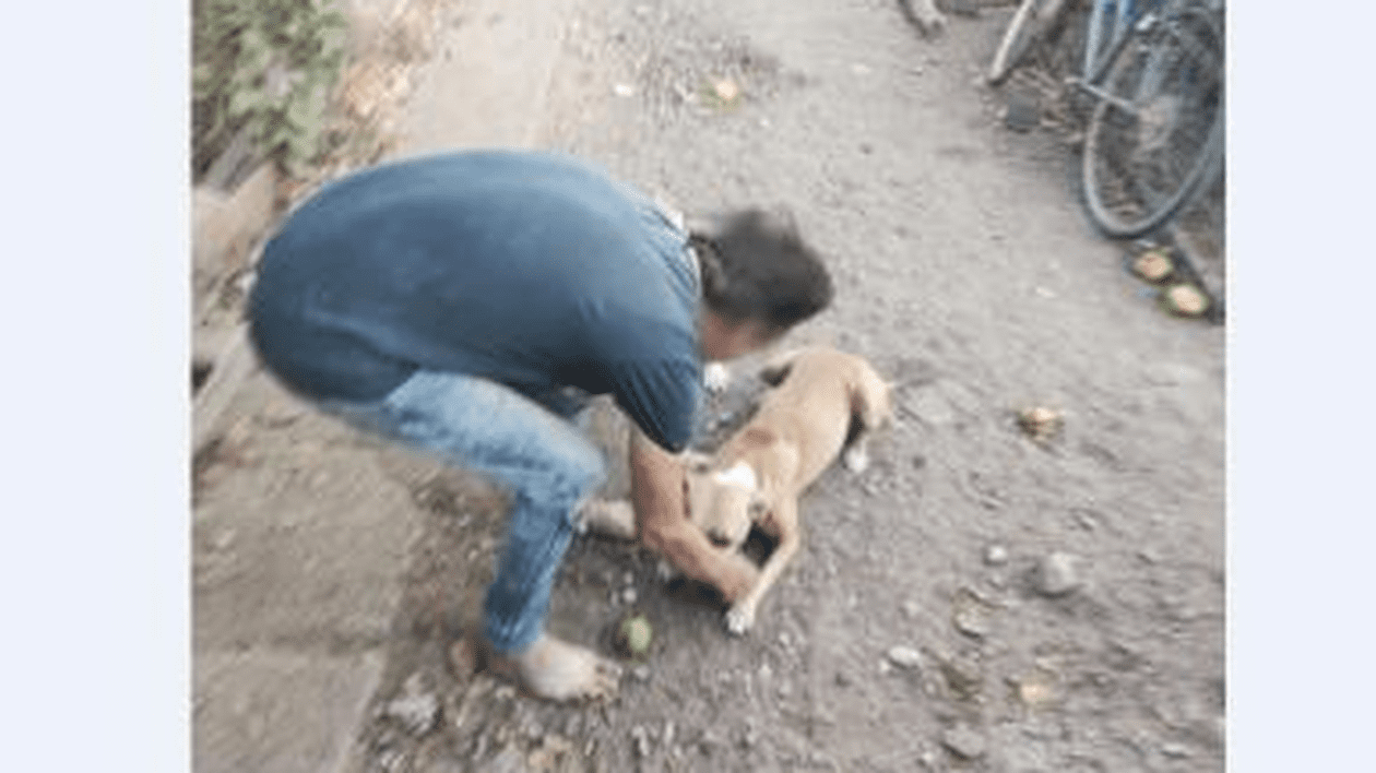 Câine mușcat de stăpân, la Cezieni, în Olt. Bărbatul este cercetat penal pentru „rănirea cu intenție a animalelor”