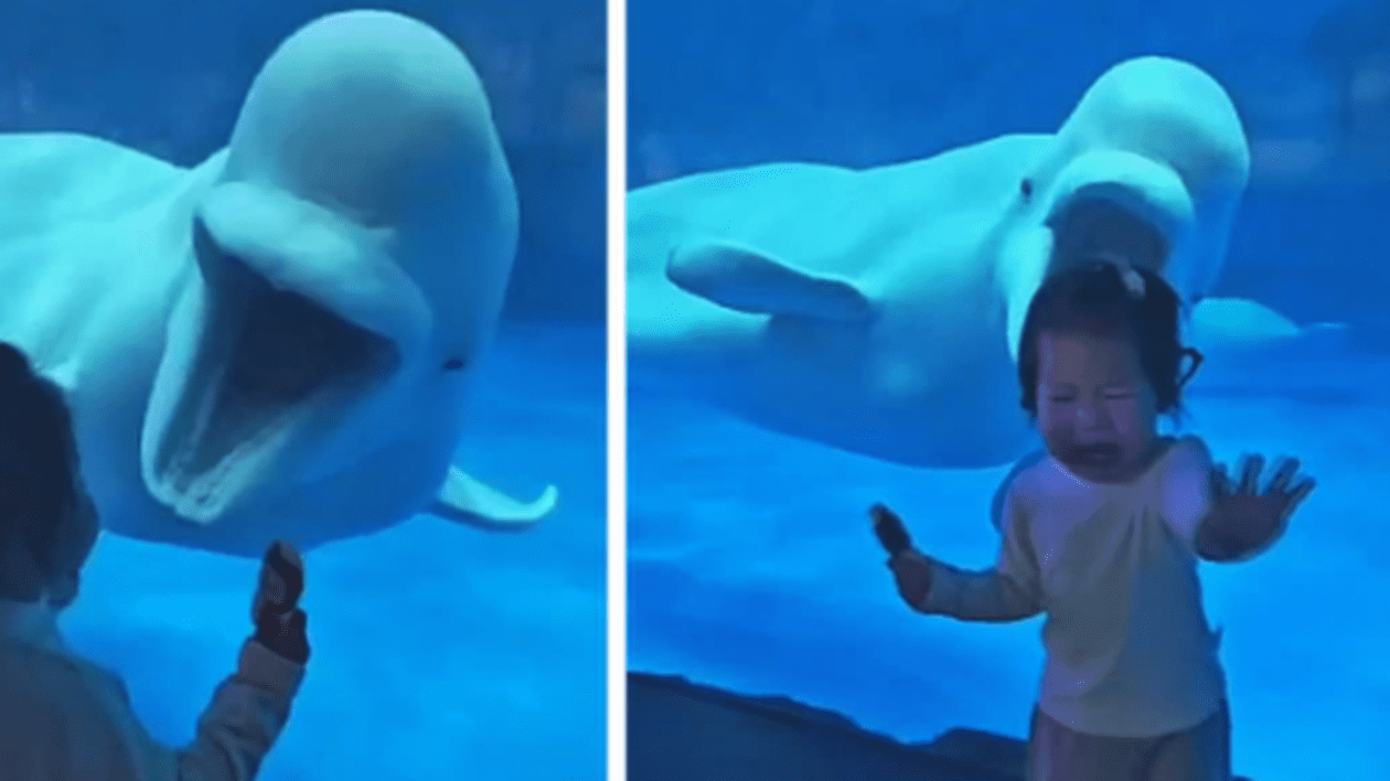 Momentul în care o belugă sperie o fetiță, la acvariul din Tianjin: „E modul balenei de a comunica prietenos”