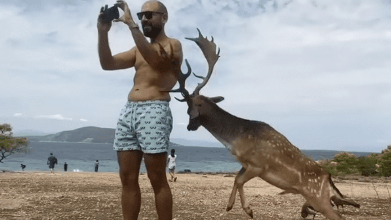 Momentul în care un cerb atacă un turist care a vrut să-și facă un selfie, în Grecia. Bărbatul s-a ales cu mai multe coaste rupte