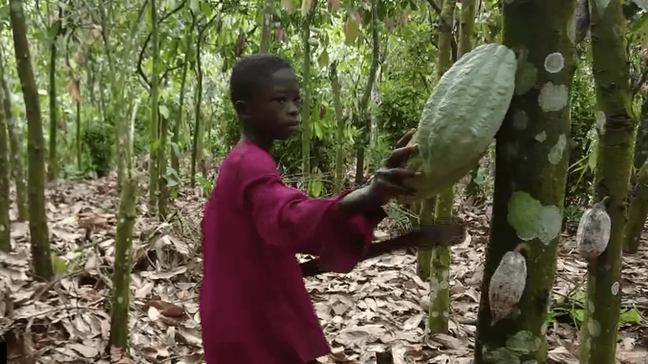 Investigație CBS: „Gigantul Mars folosește cacao recoltată în Ghana de copii de 5 ani”. Reacția companiei americane de dulciuri