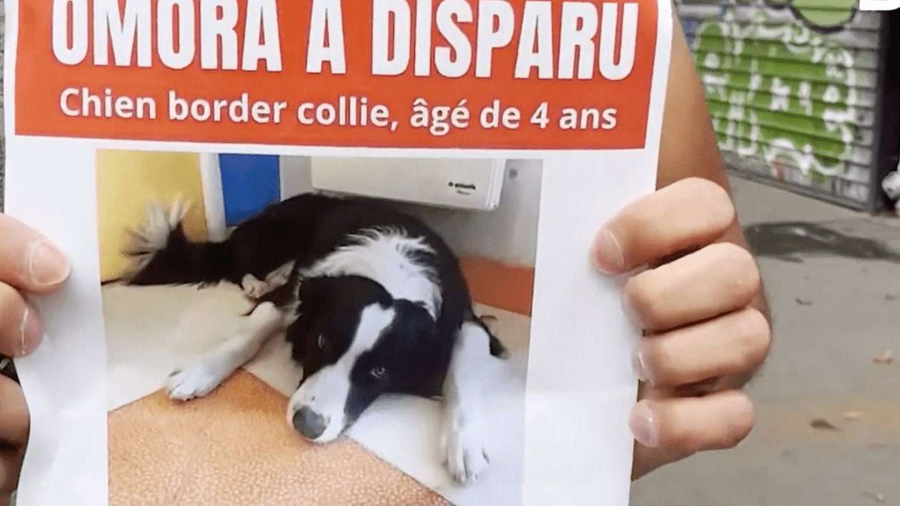 Un român va face închisoare pentru că i-a furat câinele unui cioban, pe stradă, în mijlocul Parisului. Animalul este de negăsit, după 4 luni