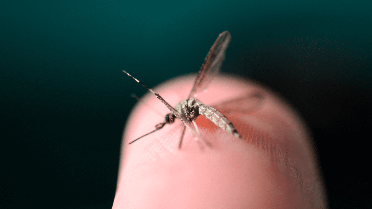 Virusul Zika – cum se transmite, simptome și tratament