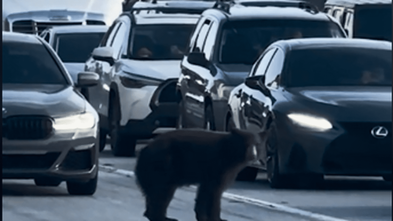 Un urs „somnoros” a blocat traficul pe o autostradă aglomerată din sudul Californiei | VIDEO