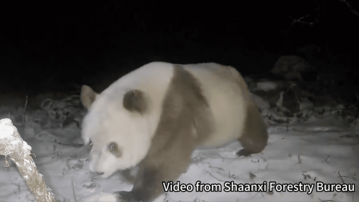 Un panda uriaș brun, un specimen extrem de rar, a fost observat în nord-vestul Chinei | VIDEO
