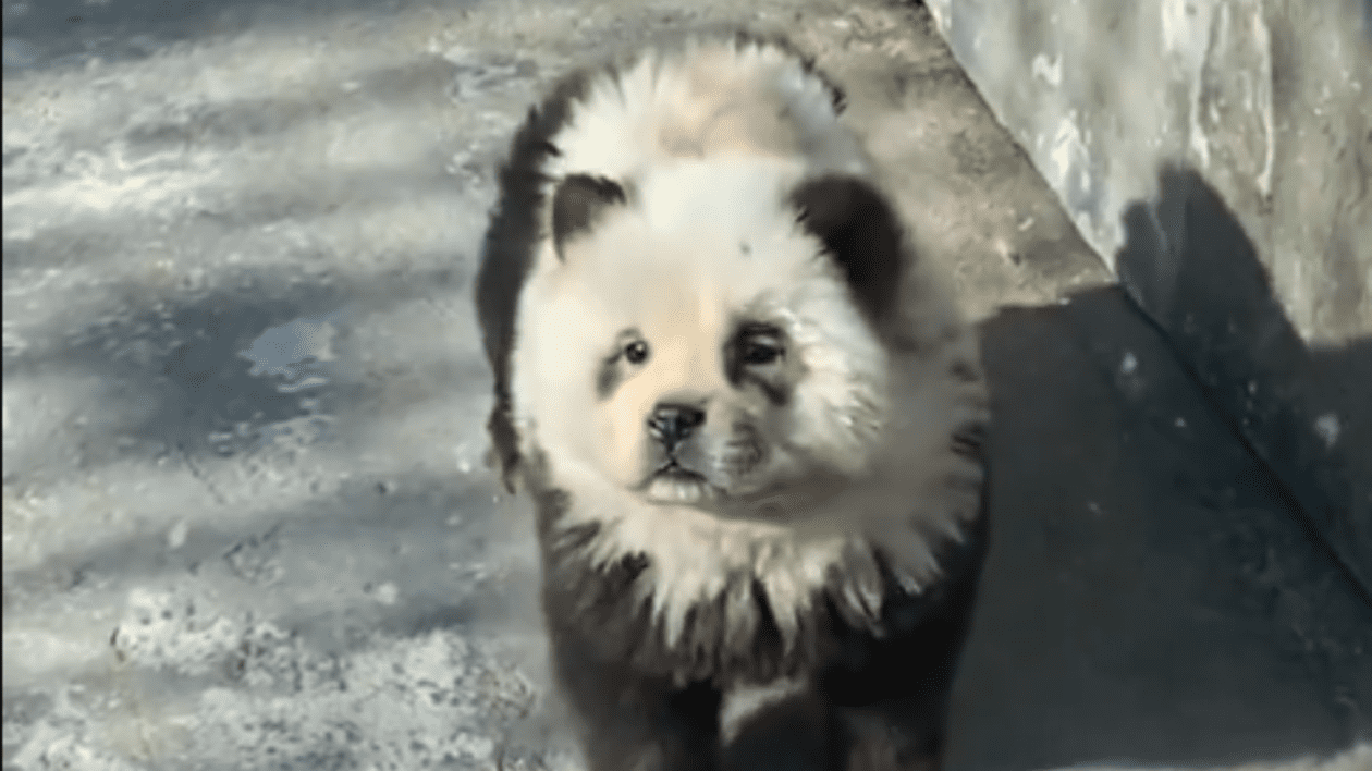 Mai mulți câini dintr-o grădină zoologică din China au fost vopsiți în alb și negru ca să fie prezentați drept urși panda. VIDEO