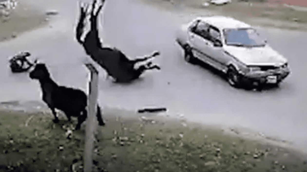 „A galopat și nu l-am putut opri”. Un adolescent și calul pe care îl furase „de distracție”, loviți de o mașină, în Argentina | VIDEO