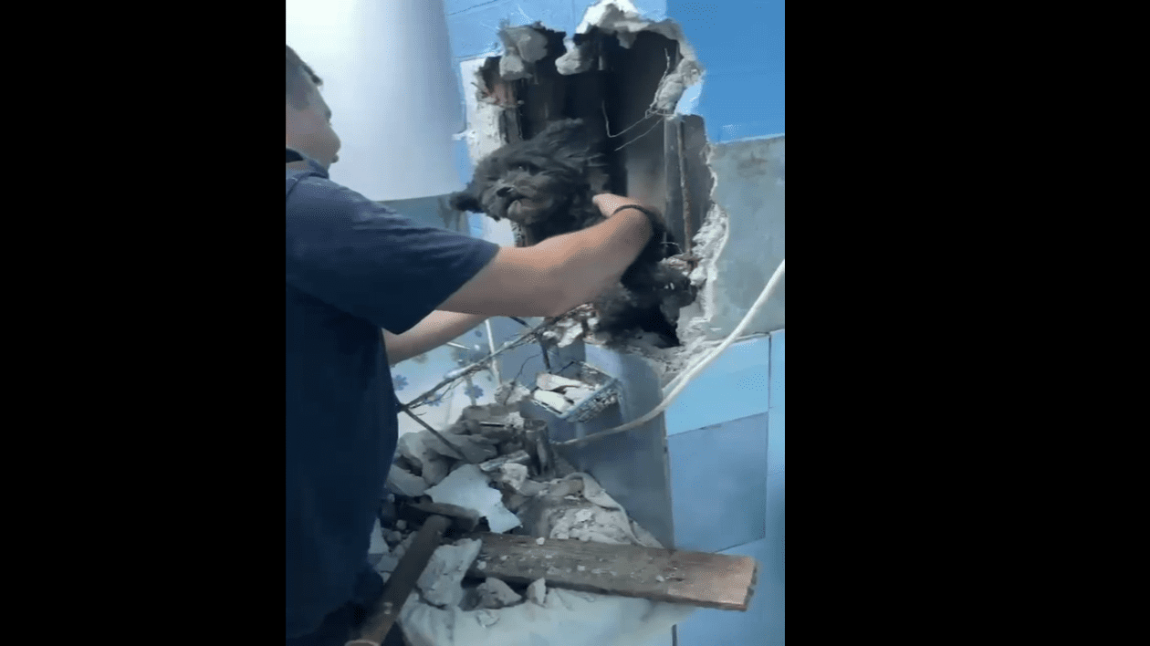 Pompierii din Hunedoara au salvat un cățel căzut într-o capcană din baia familiei. S-a strecurat în gura de vizitare de sub chiuvetă VIDEO