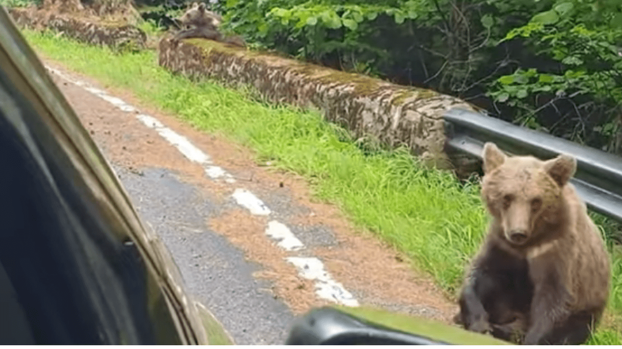 „Hai, măi, frumosule, hai sus!”. Șofer pe Transfăgărășan, la un pas să fie atacat de un urs