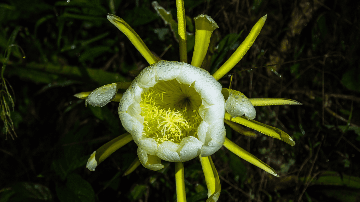 Plante care înfloresc noaptea - plante nocturne