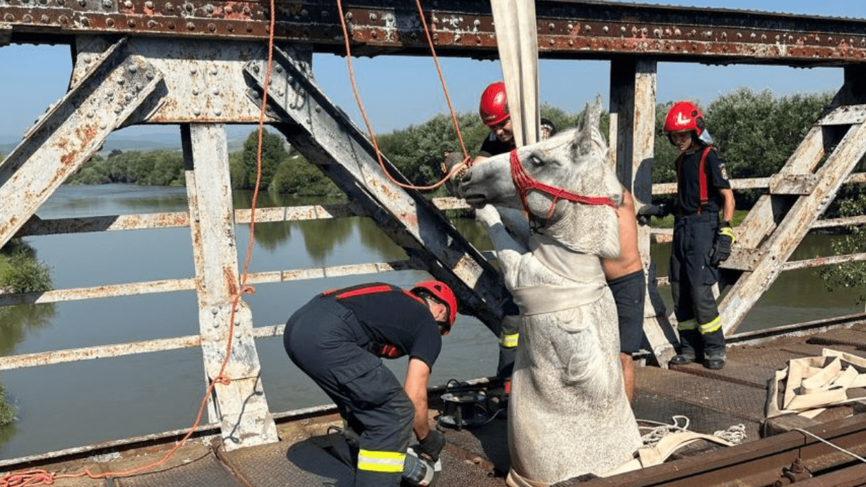 Cal rămas blocat, cu partea din spate a corpului, într-un pod din metal din Ocna Mureş, salvat de pompieri