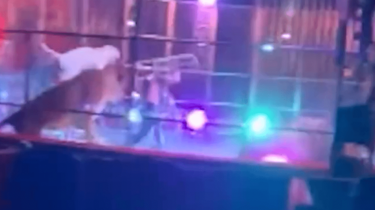 Momente de panică într-un circ de lângă Napoli. Dresorul a lovit leii, spectatorii îngroziți au fugit | VIDEO