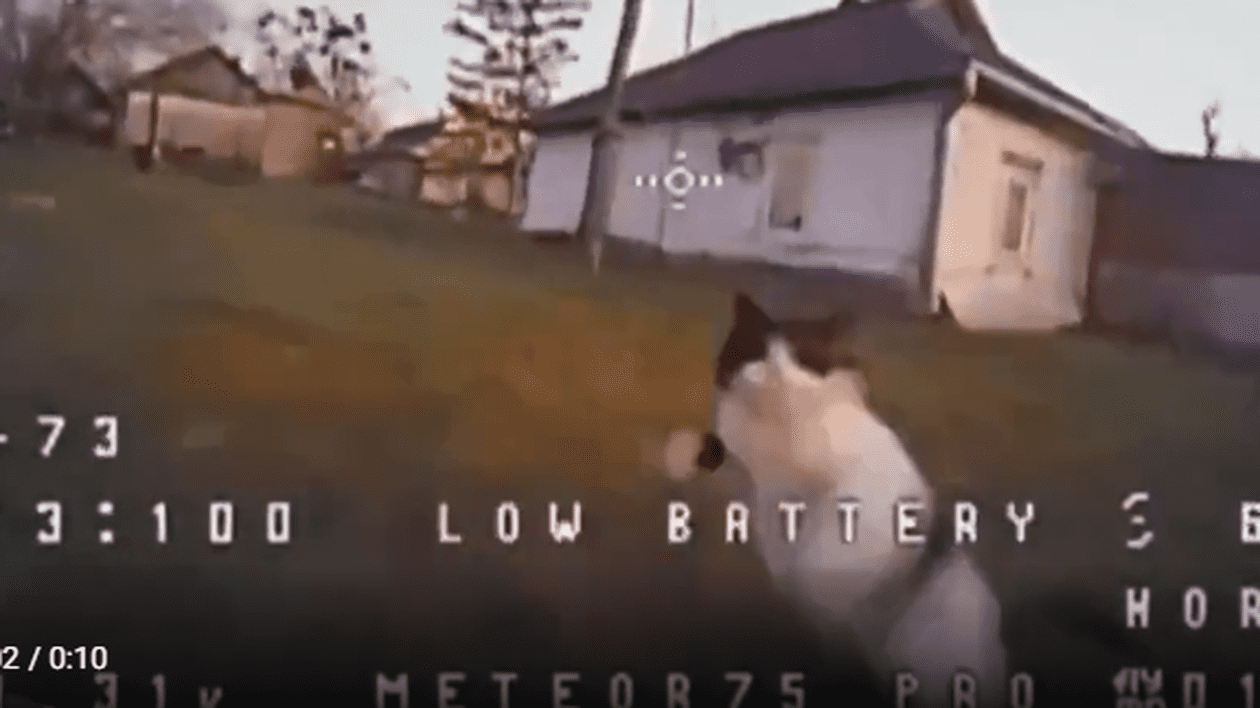 Un clip cu o pisică din Donețk care doboară cu laba o dronă a devenit viral: „Noul sistem antidronă din biolaboratoarele ucrainene”