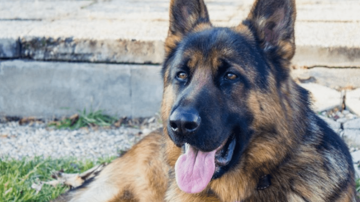 Gunther VI, ciobănescul german cu o avere de 463 de milioane de euro