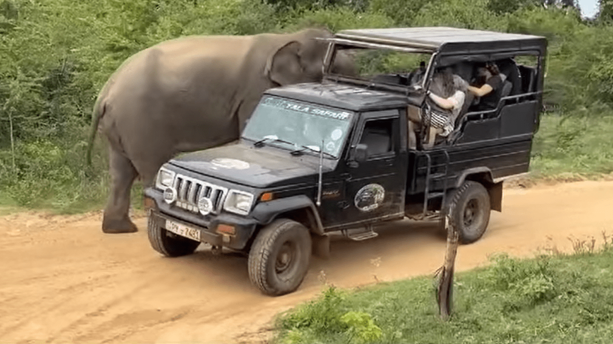 Un elefant feroce atacă turiștii aflați în safari într-un loc popular de vacanță