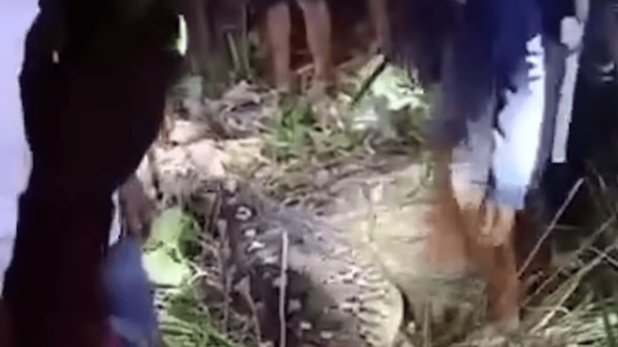 Bărbați din Indonezia se luptă cu un piton uriaș după ce a înghițit o femeie