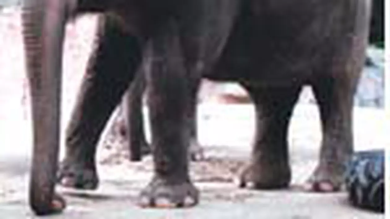 Elefantel in burta mamei