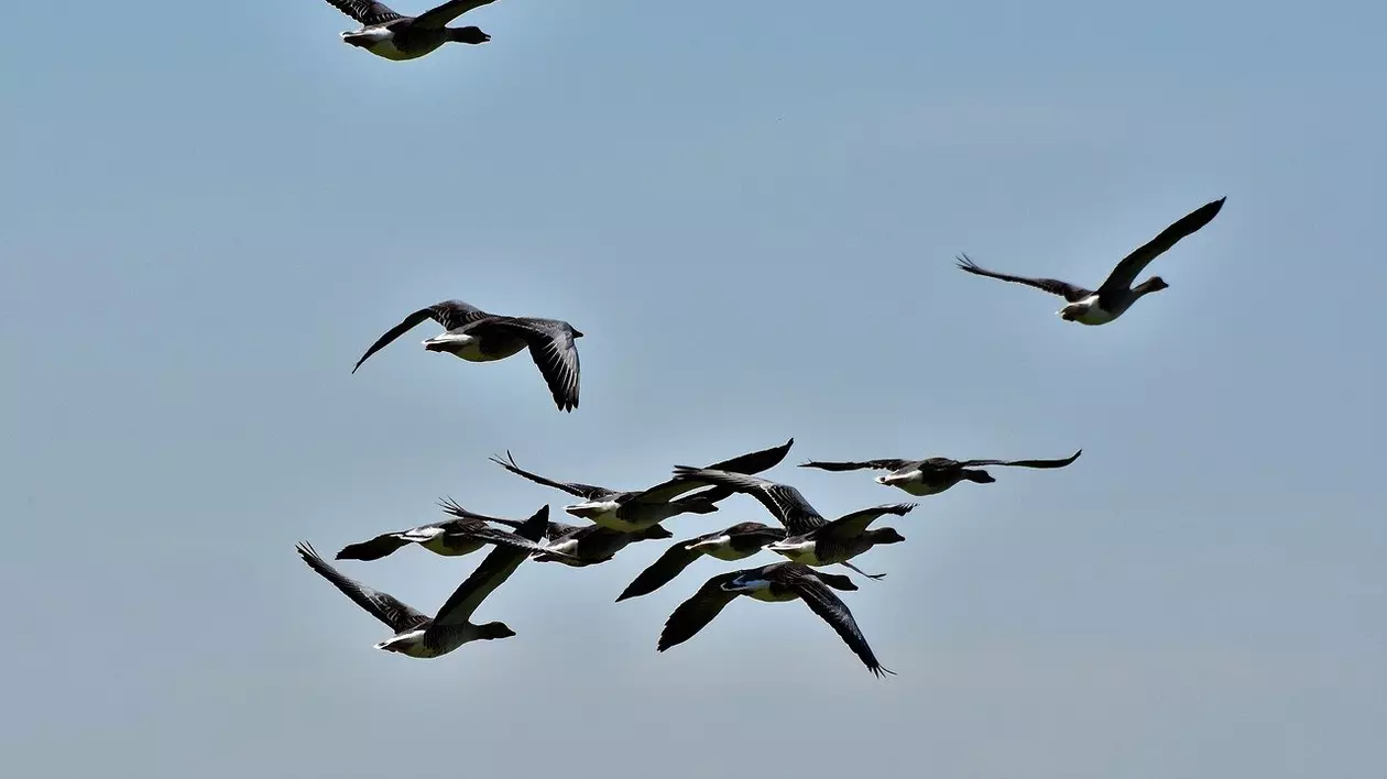 Păsări călătoare - păsări migratoare care se întorc în țară primăvara