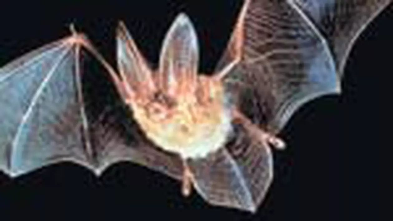 Invazie de lilieci