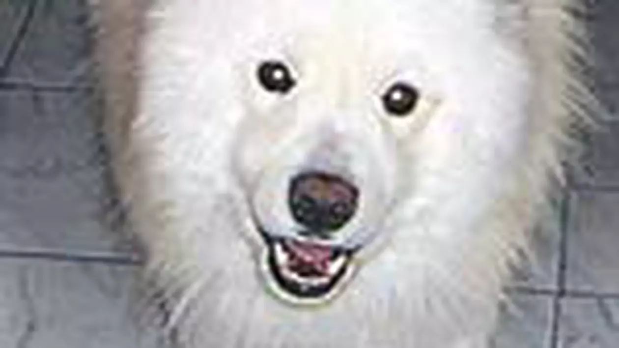 'Vreau sa-l gasesc pe Wolfy'