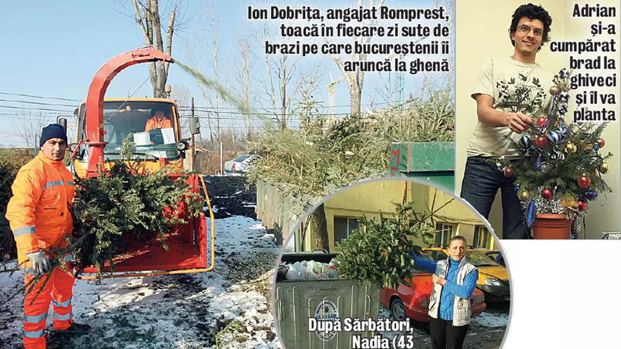 Mii de brazi, aruncaţi la ghenă