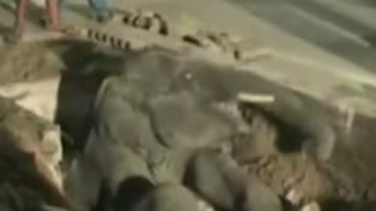 Video / Elefant blocat într-o gură de canal, scos cu ajutorul unui buldozer
