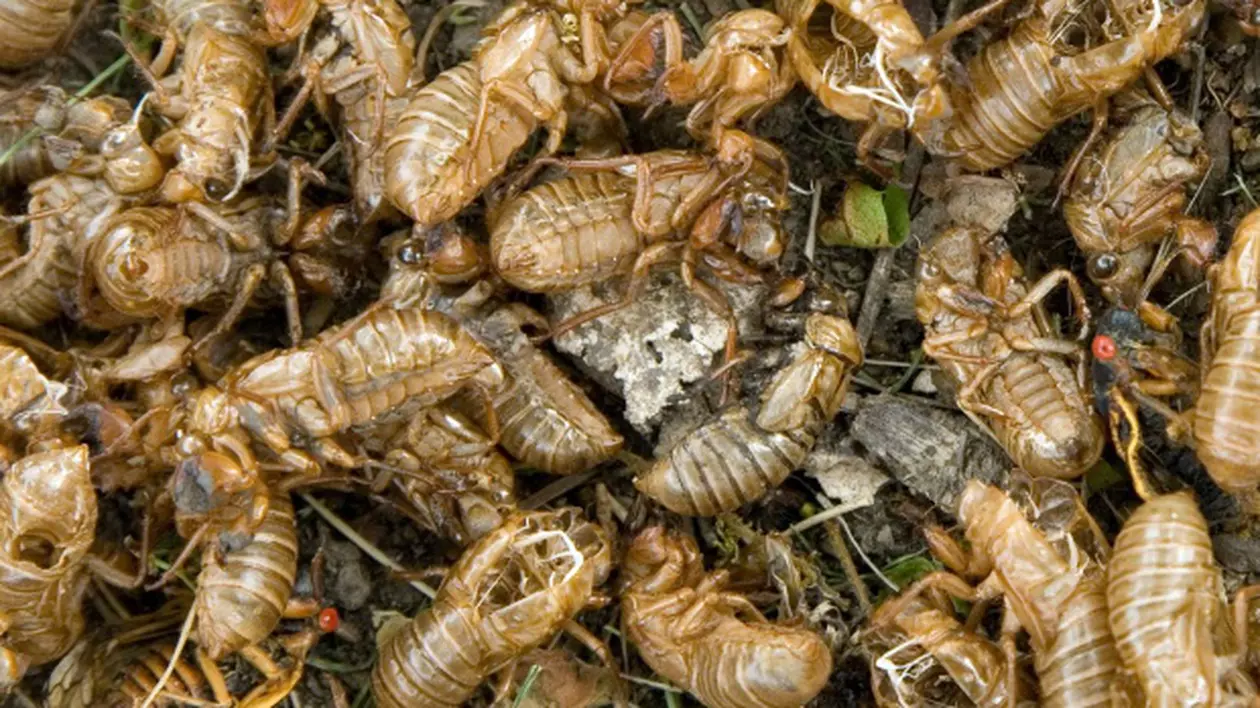 Ultima modă în Japonia: să porţi gândaci morţi în păr