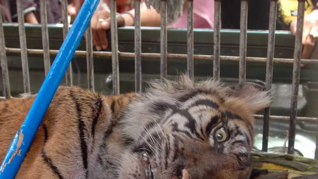 A mâncat ultimul tigru de Indochina şi va face 12 ani închisoare