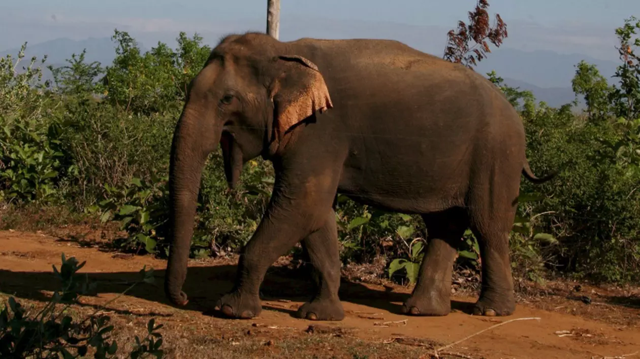 O turistă şi fiica ei, omorâte de un elefant 
