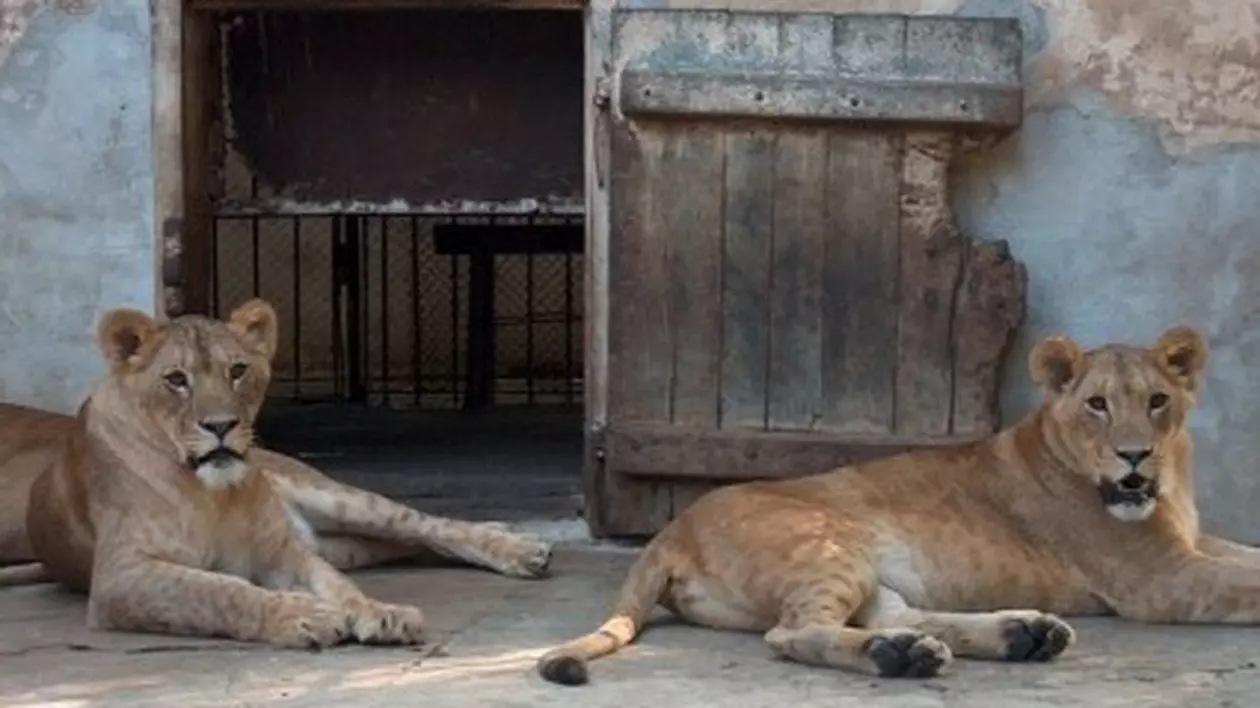 Leii de la Zoo Oradea, transportaţi gratis în Anglia