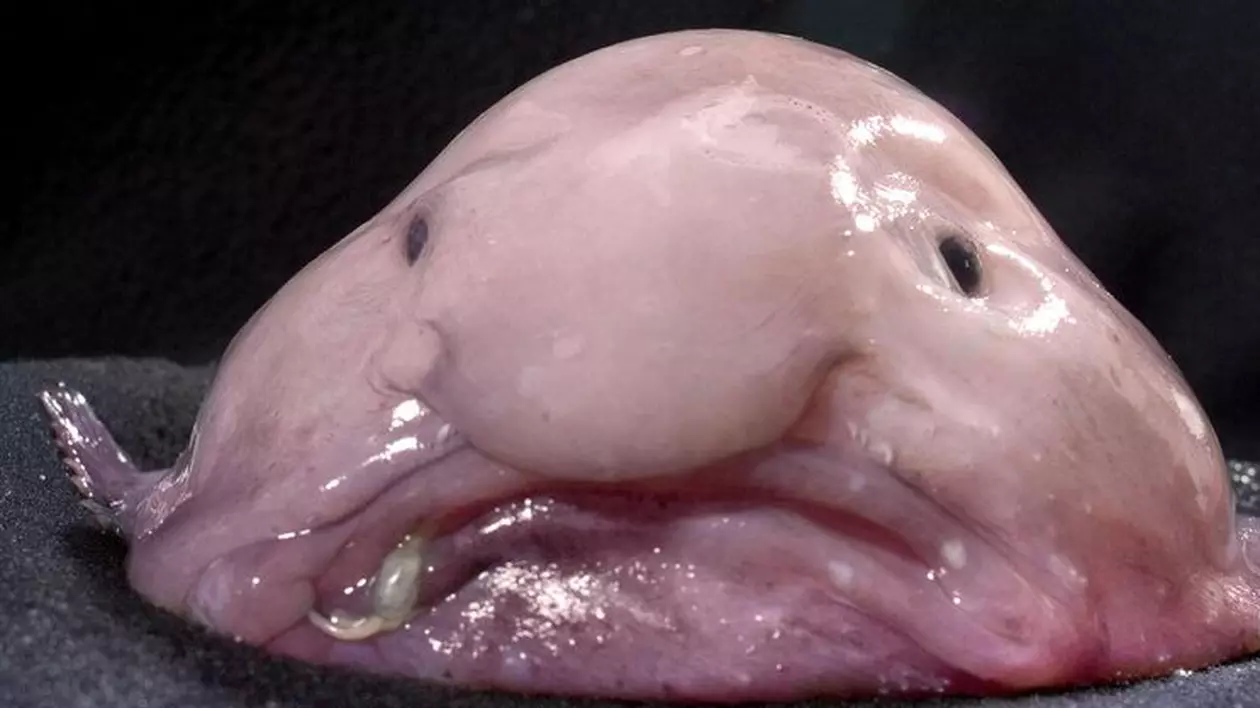 Blobfish, cea mai urâtă creatură de pe planetă, pe cale de dispariţie