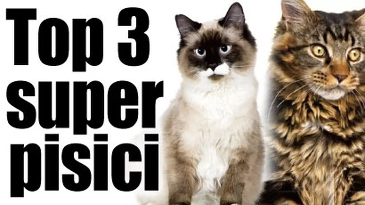 Top 3 super pisici