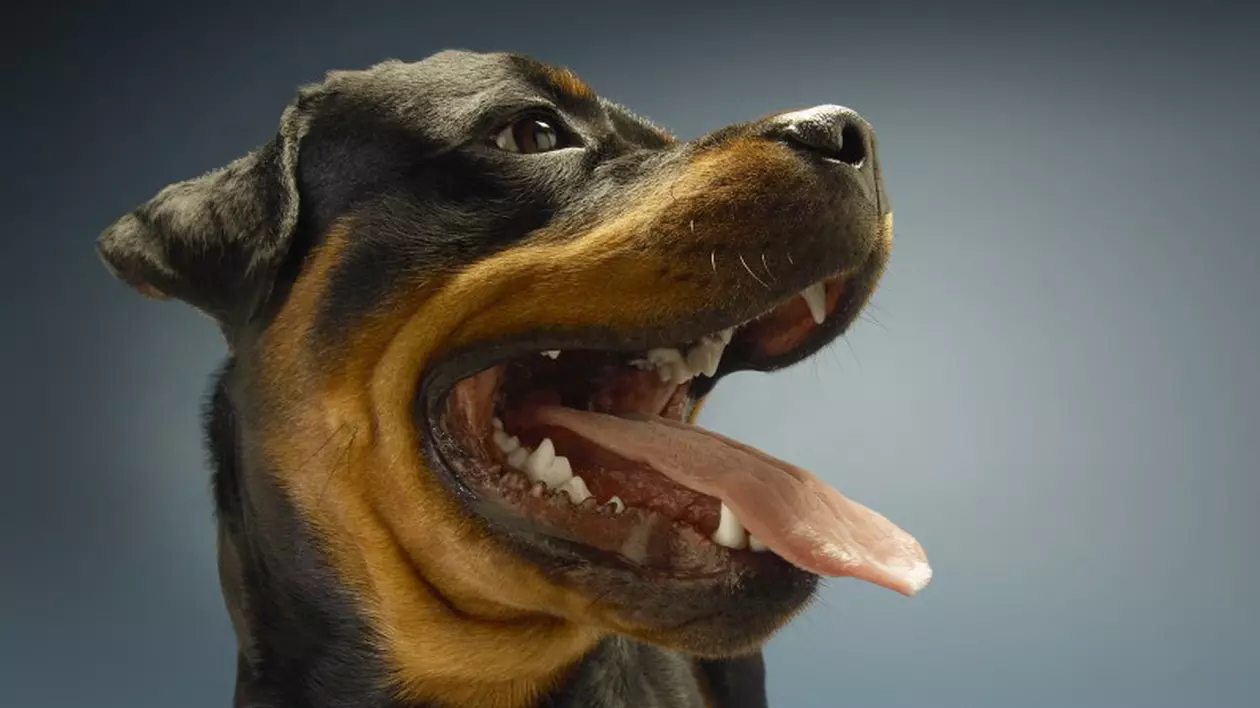 Rottweiler, erou după ce a salvat o femeie de la viol