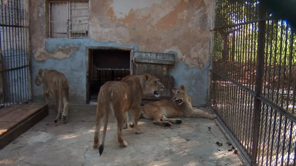 Leii din România sunt mândria parcului zoo din Anglia