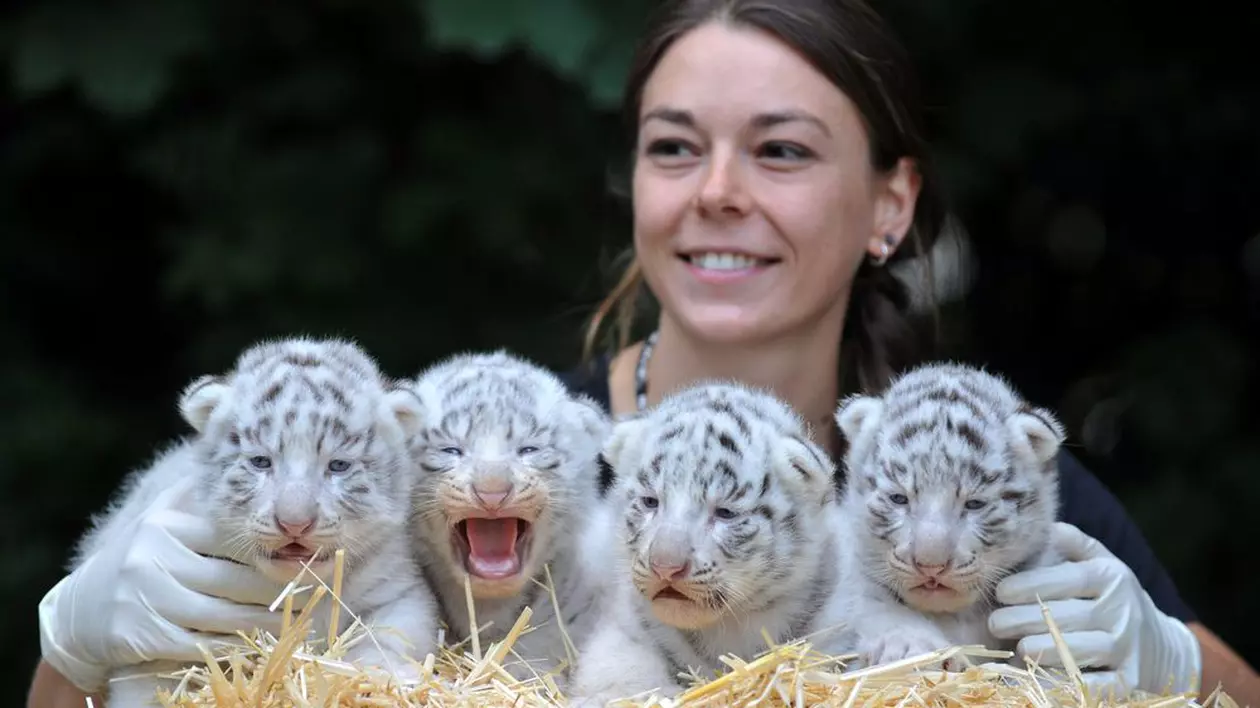 Patru pui de tigru alb, atracţia unei grădini zoologice din Germania