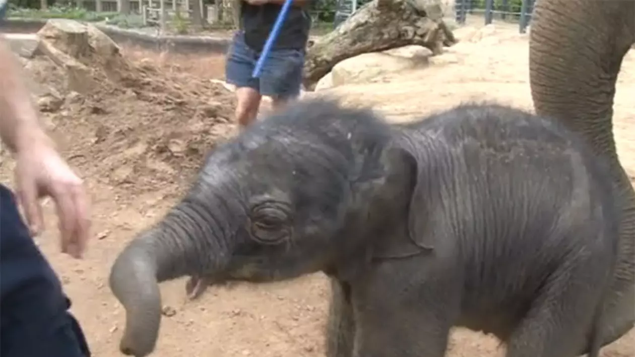 Video | Puiul de elefant gigant care cântăreşte la naştere 143 kg