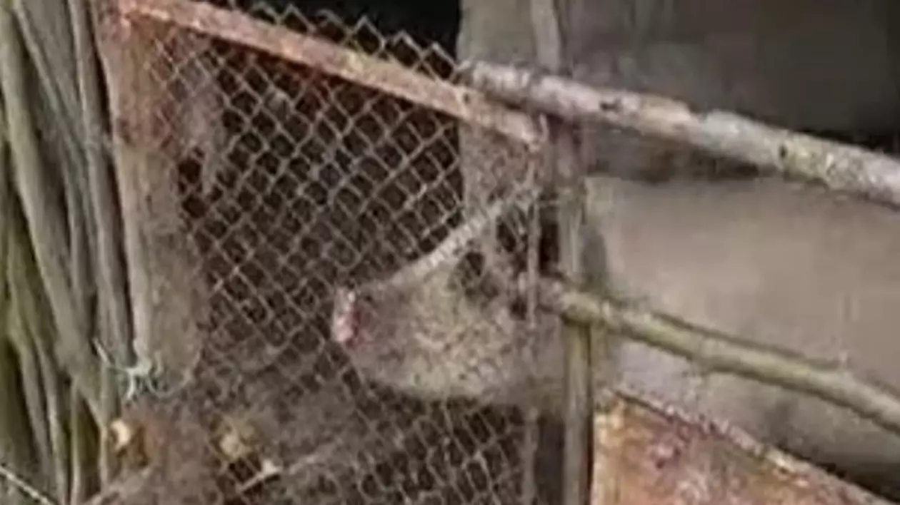 Video | Doi copii au fost culcați de părinți în coteț, lângă porc