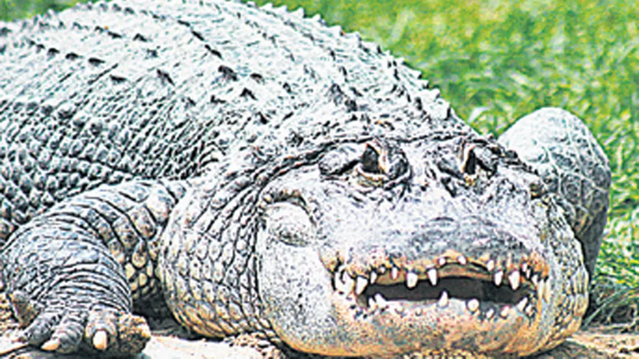 Autorităţile locale caută un aligator în râul Lăpuş