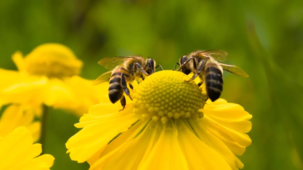 Cum te protejezi de înțepătura de albină