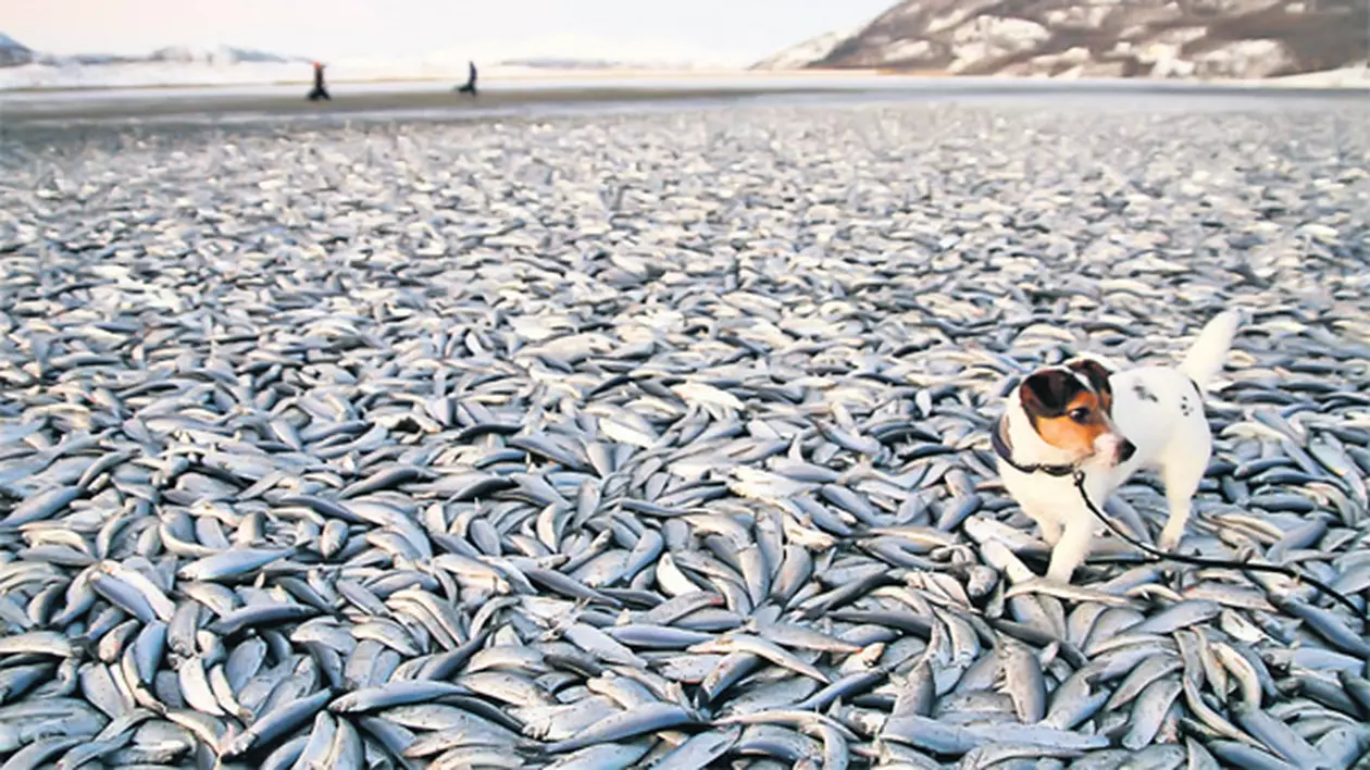 Fenomen bizar în Norvegia: plaje acoperite cu pești morți