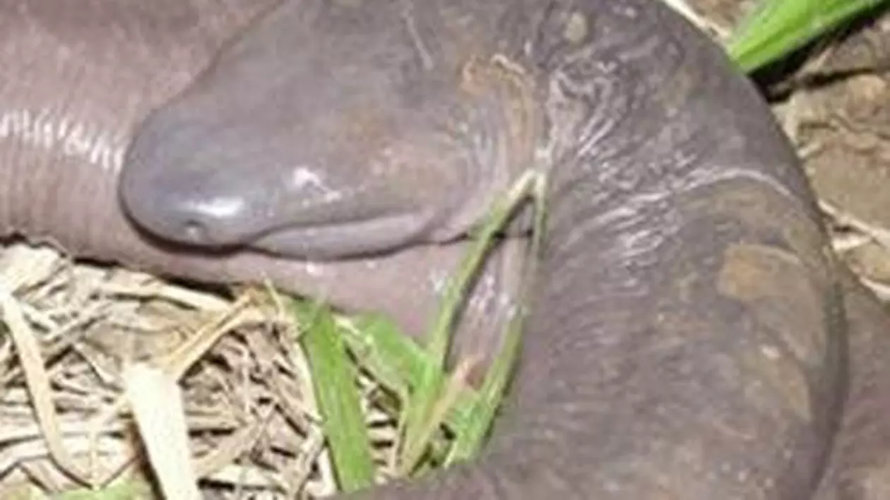 ”Șarpele-penis”, creatura care i-a lăsat cu gura căscată chiar și pe biologi