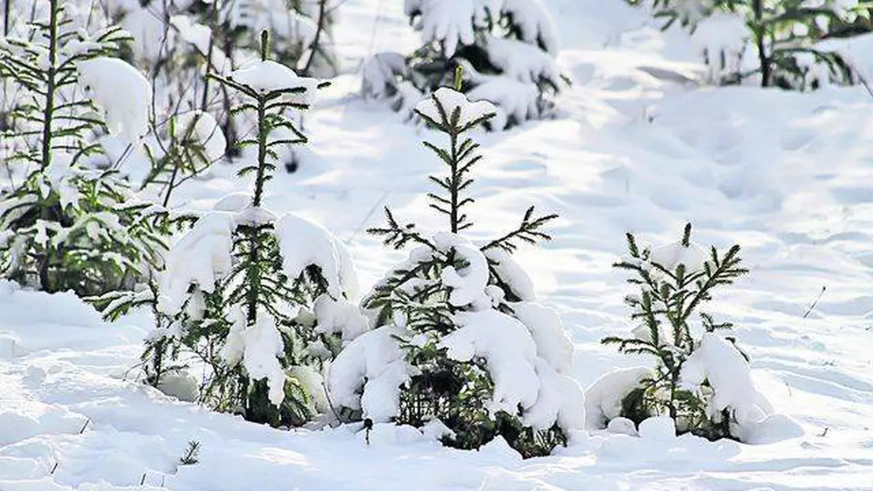 PROGNOZA METEO: Vreme GEROASĂ în prima săptămână din 2013